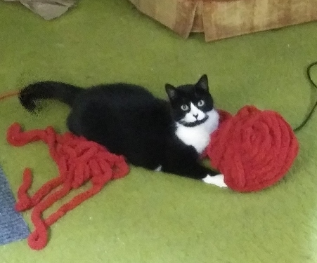 CatToy