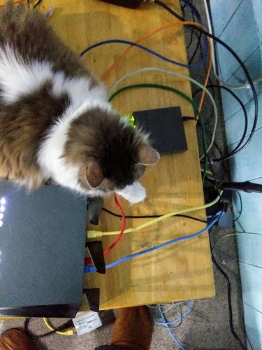 networkkitty