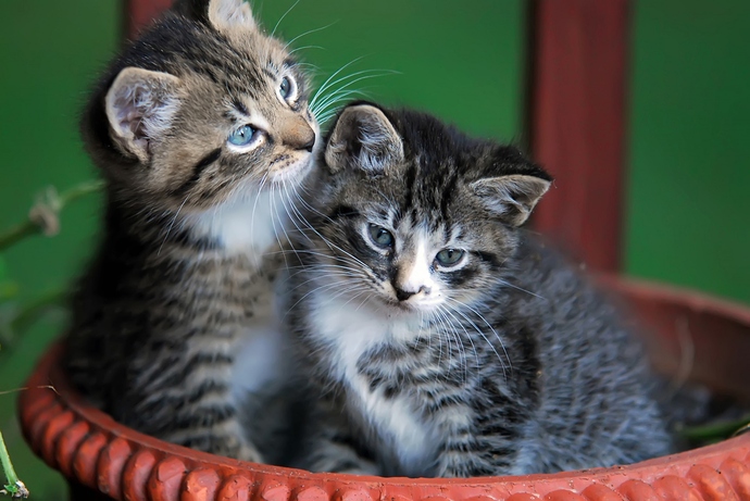 cute-kittens-in-basket