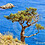 jasons_growing_tree