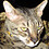 Sindi_Stack